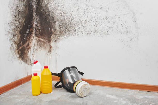 Best Mold Remediation Experts  in Proctor, VT