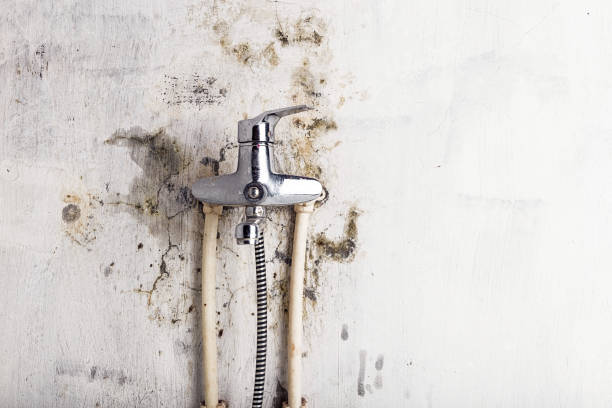 Best Black Mold Removal  in Proctor, VT