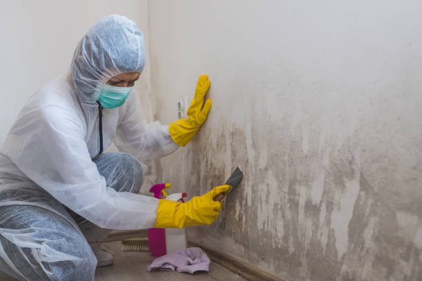 Best Toxic Mold Removal  in Proctor, VT