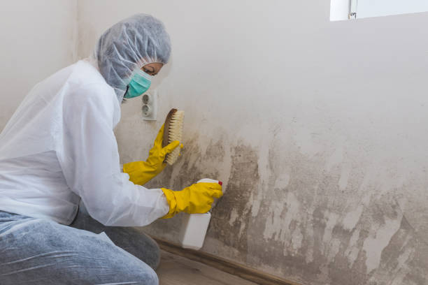 Best Commercial Mold Removal  in Proctor, VT