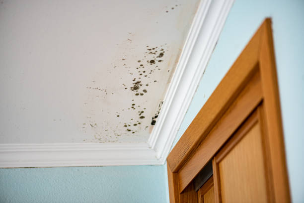Best Toxic Mold Removal  in Proctor, VT