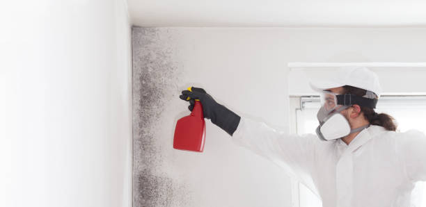 Reliable Proctor, VT Mold Removal Solutions