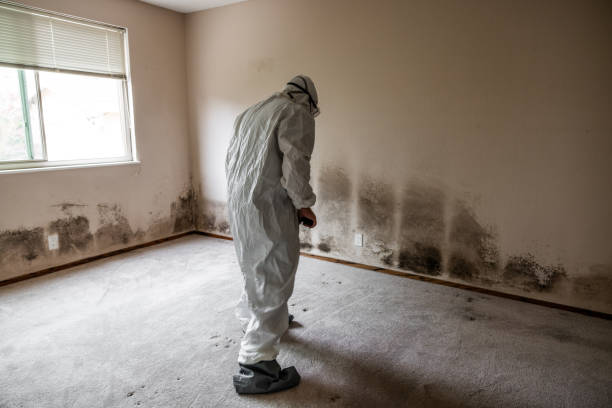 Best Mold Cleaning Services  in Proctor, VT